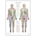 Plakat om dermatomer og kutane innervationsområder - eAnatomi
