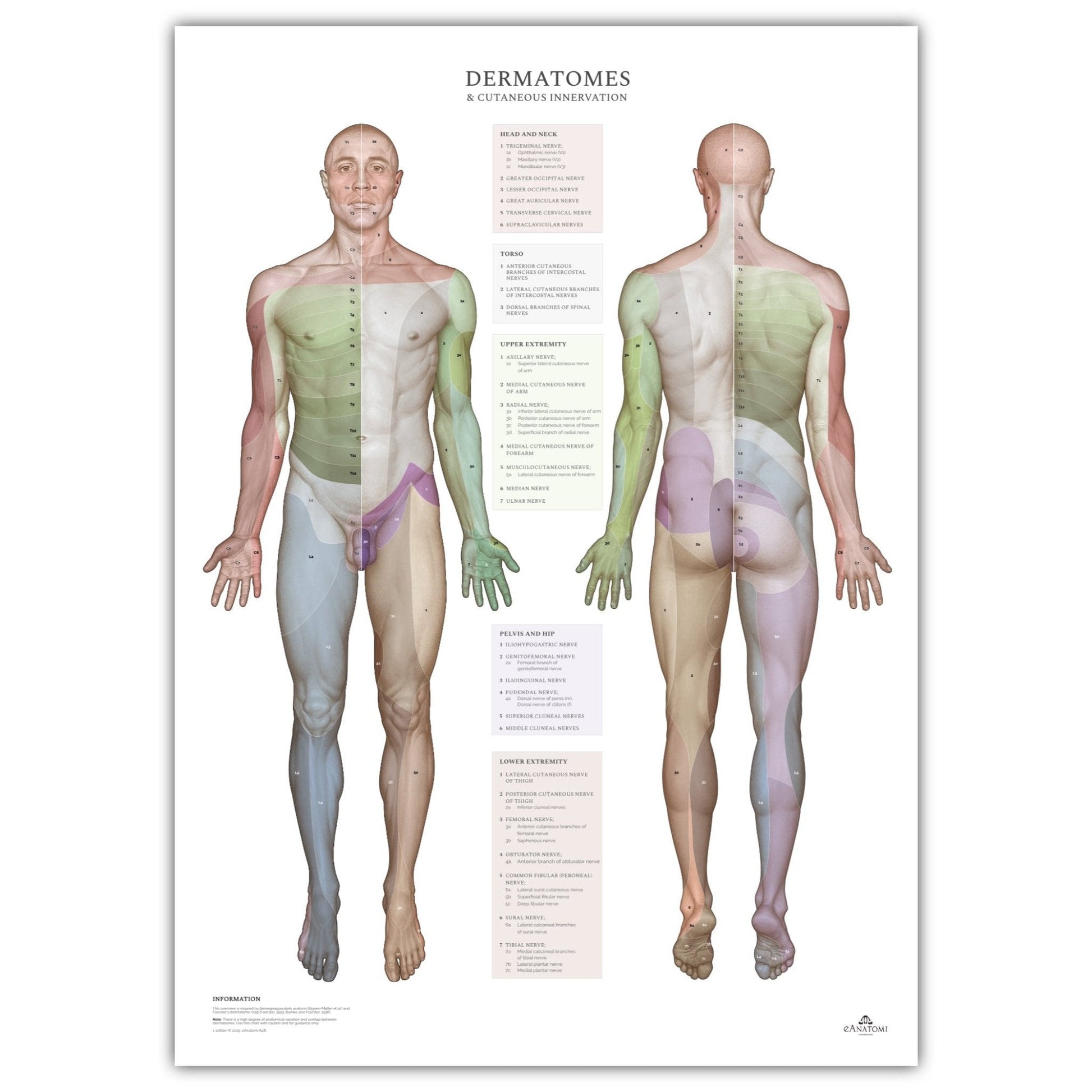 Plakat om dermatomer og kutane innervationsområder - eAnatomi