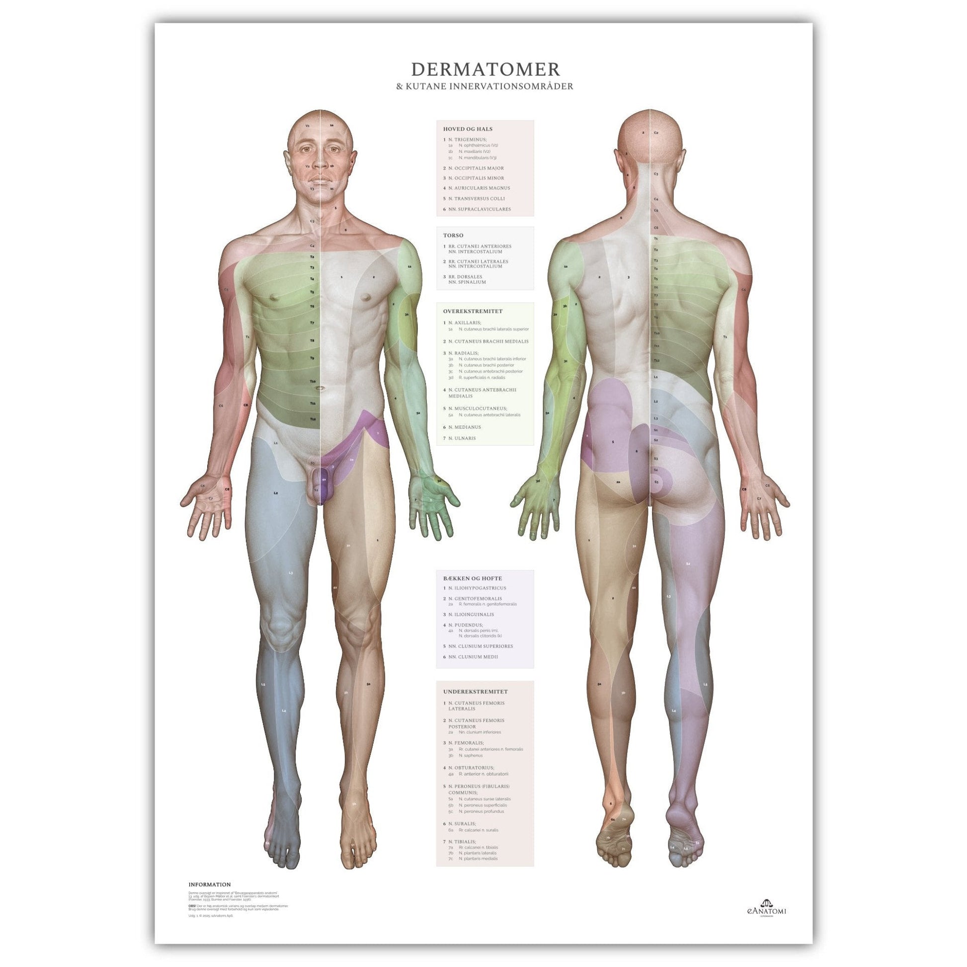 Plakat om dermatomer og kutane innervationsområder - eAnatomi