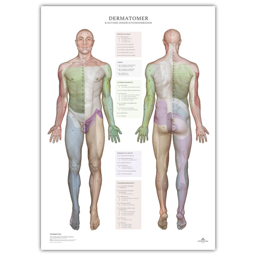 Plakat om dermatomer og kutane innervationsområder - eAnatomi