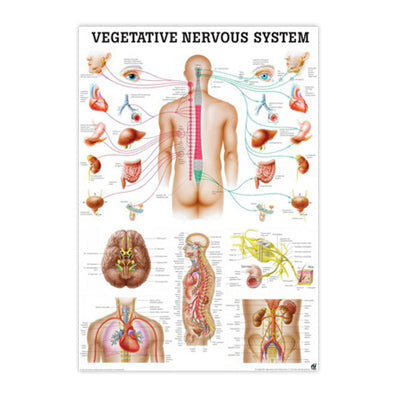 Plakat om det autonome / vegetative nervesystem 70x100 cm