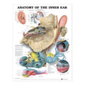 Anatomisk plakat om det indre øres anatomi - eAnatomi