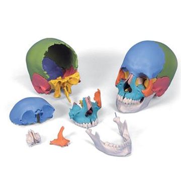 Pædagogisk kranie, 22 dele