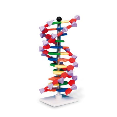 DNA - streng m. samlevejledning - eAnatomi
