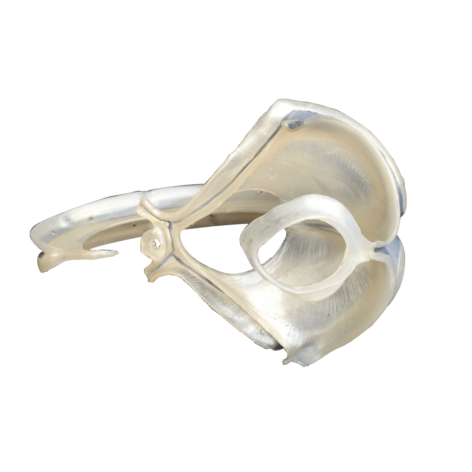 Udsnit af dura mater - eAnatomi