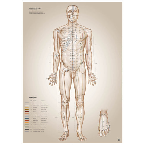 Akupunkturplakater af Christian Slot - eAnatomi