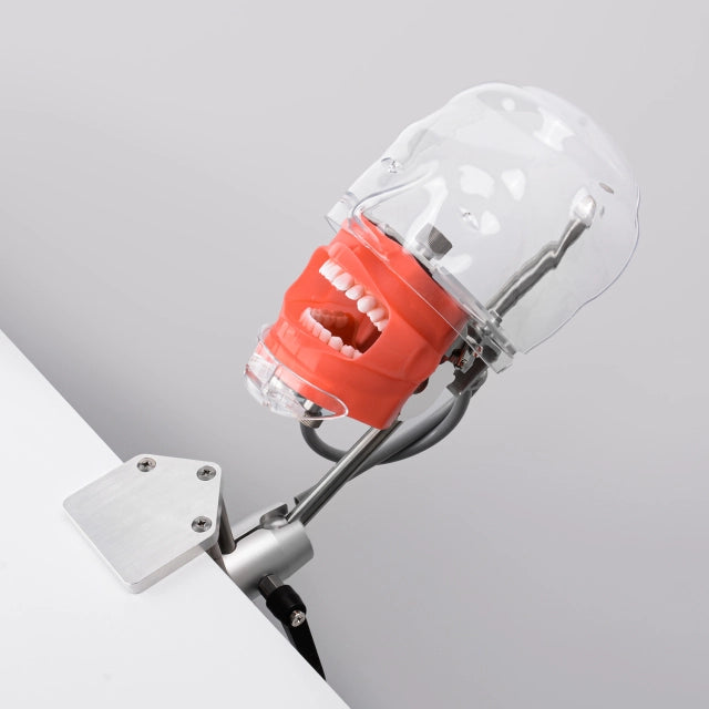 Mund og tandsæt til simulation og undervisning