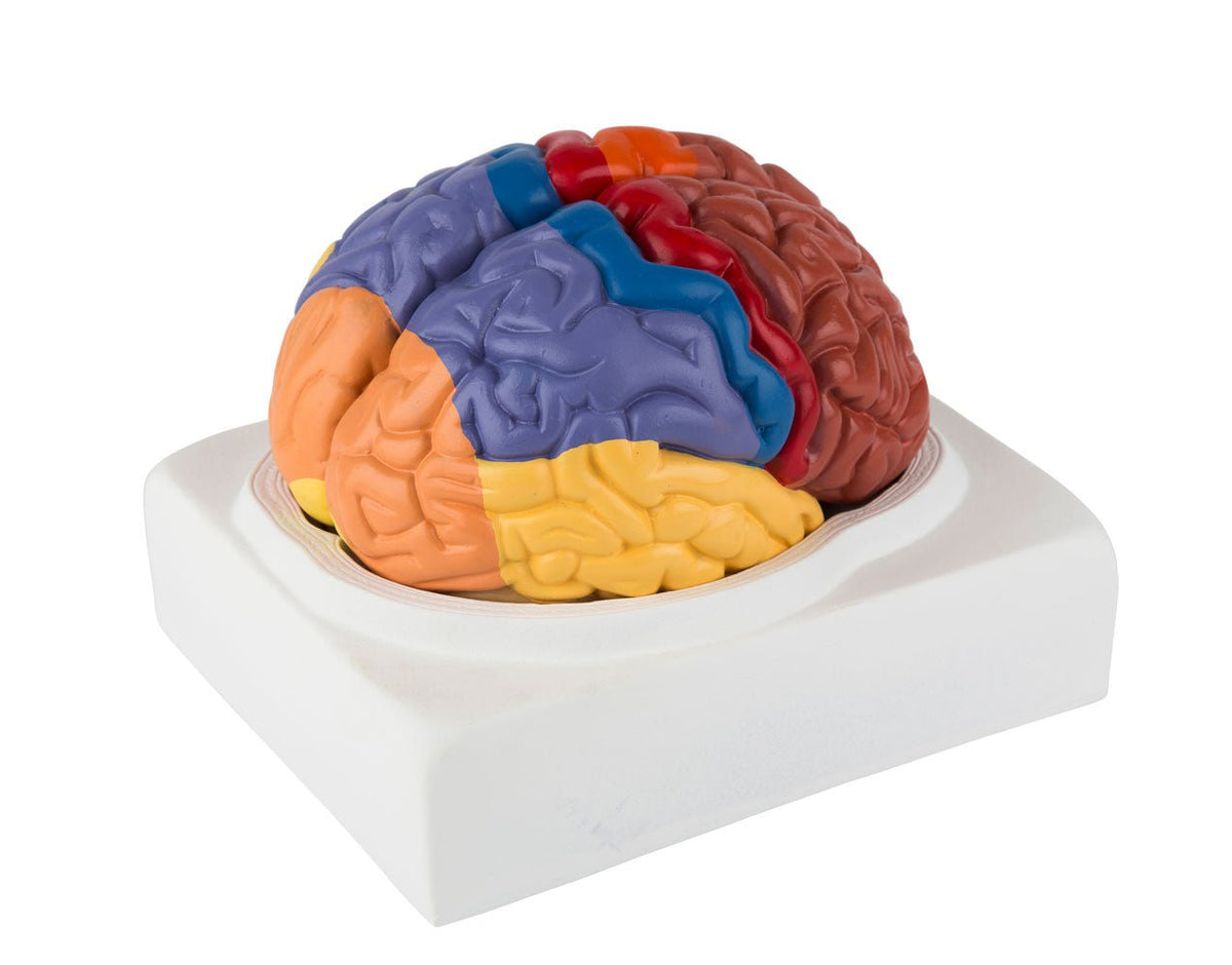 Simple Brain Modle Simple brain model with the most important areas in educational colors ...