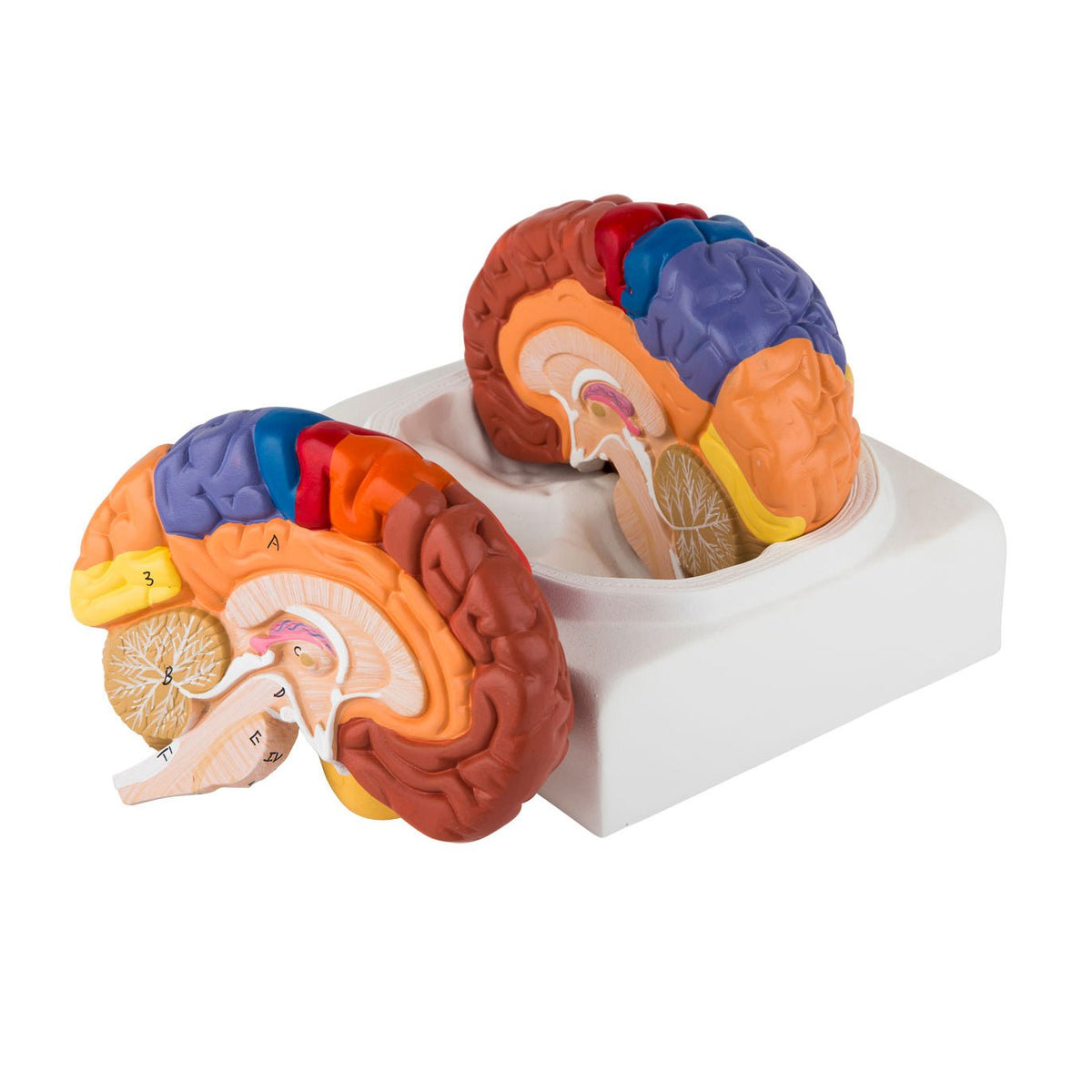 Simple Brain Modle Simple brain model with the most important areas in educational colors ...