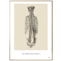 Anatomisk kunstplakat, m. erector spinae © eAnatomi
