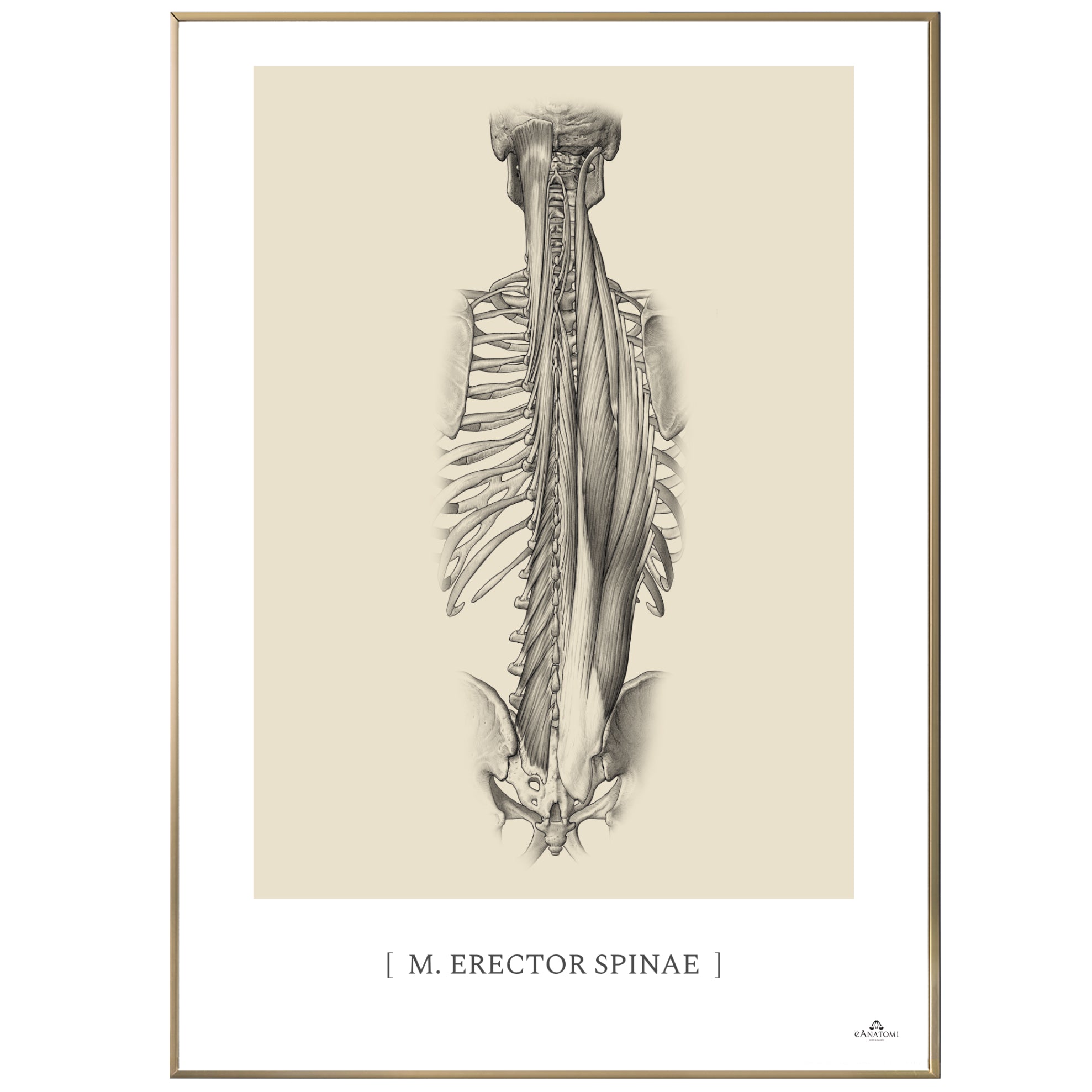 Anatomisk kunstplakat, m. erector spinae © eAnatomi
