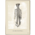 Anatomisk kunstplakat, m. erector spinae white chalk © eAnatomi