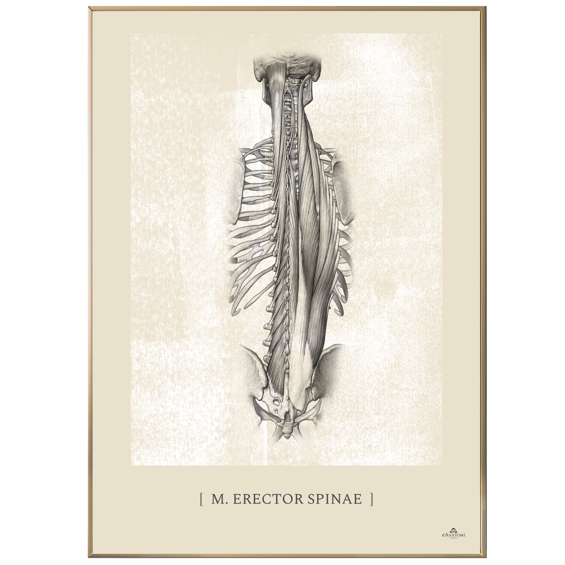 Anatomisk kunstplakat, m. erector spinae white chalk © eAnatomi