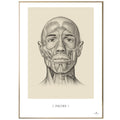 Anatomisk kunstplakat, facies © eAnatomi