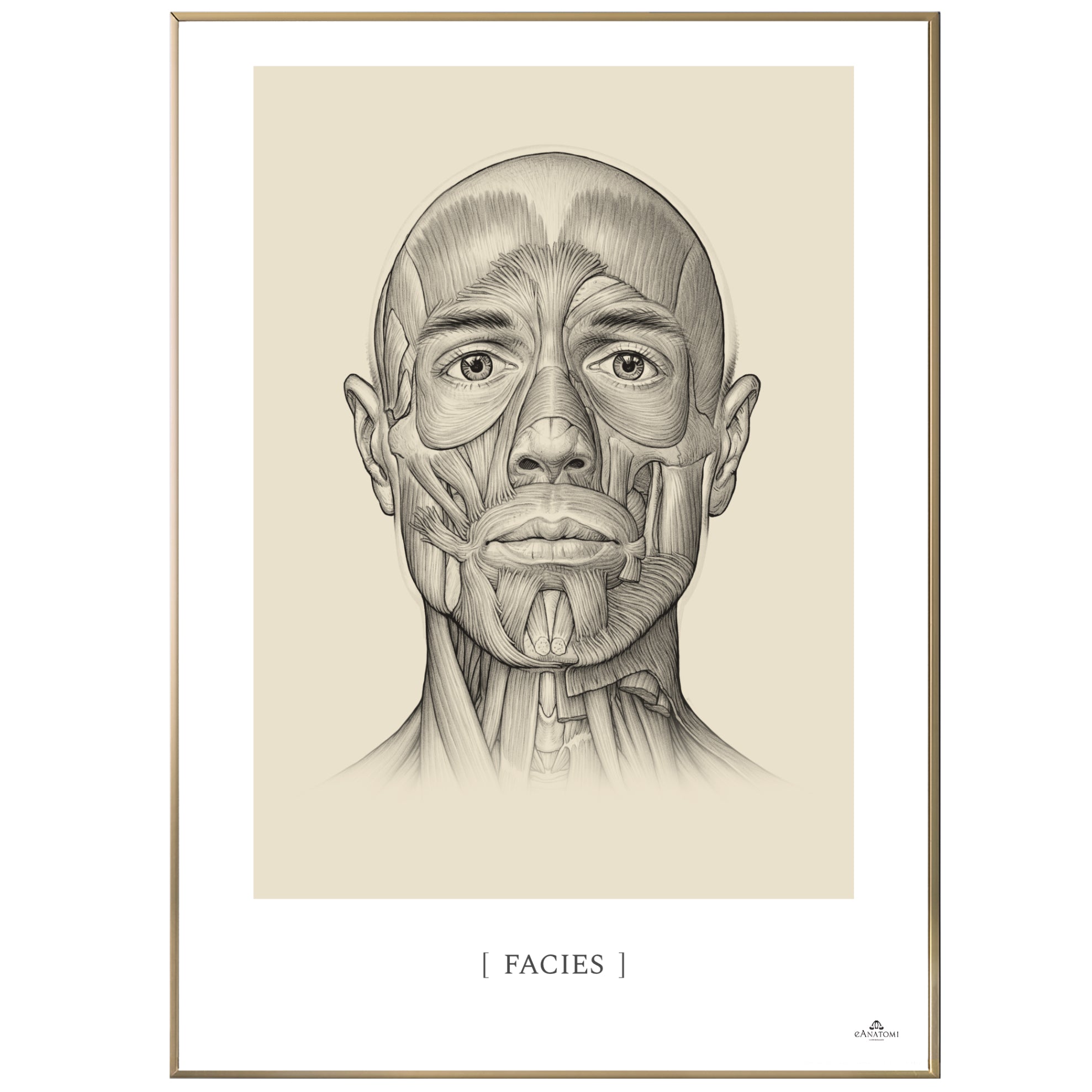 Anatomisk kunstplakat, facies © eAnatomi