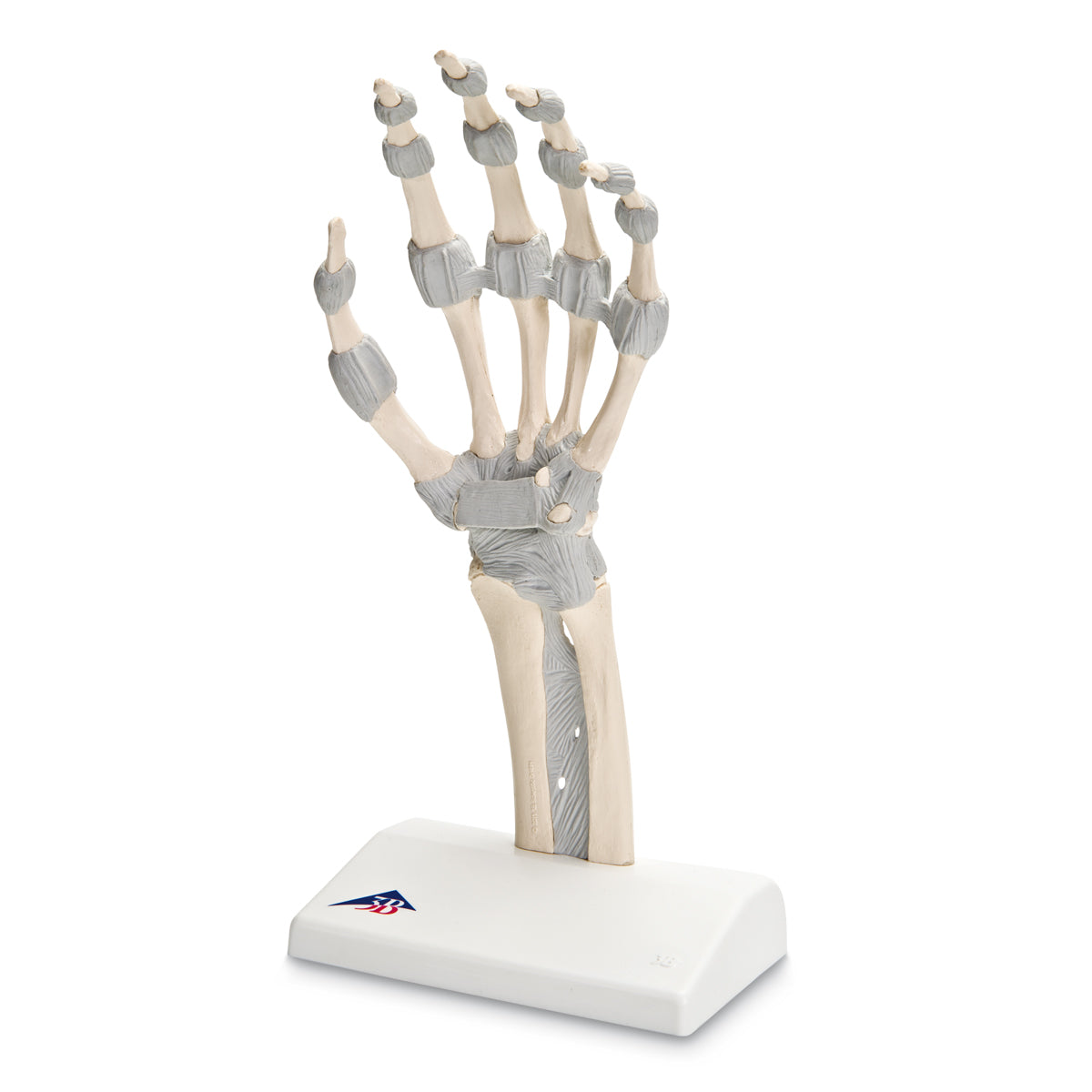 Fleksibel håndskelet m. ledbånd