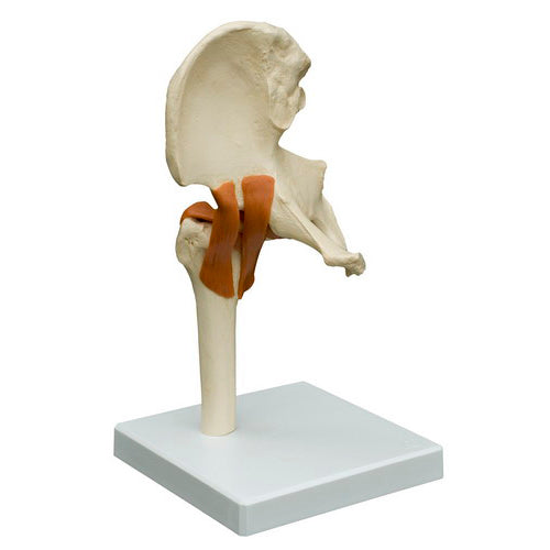 Particularly flexible hip model with ligaments