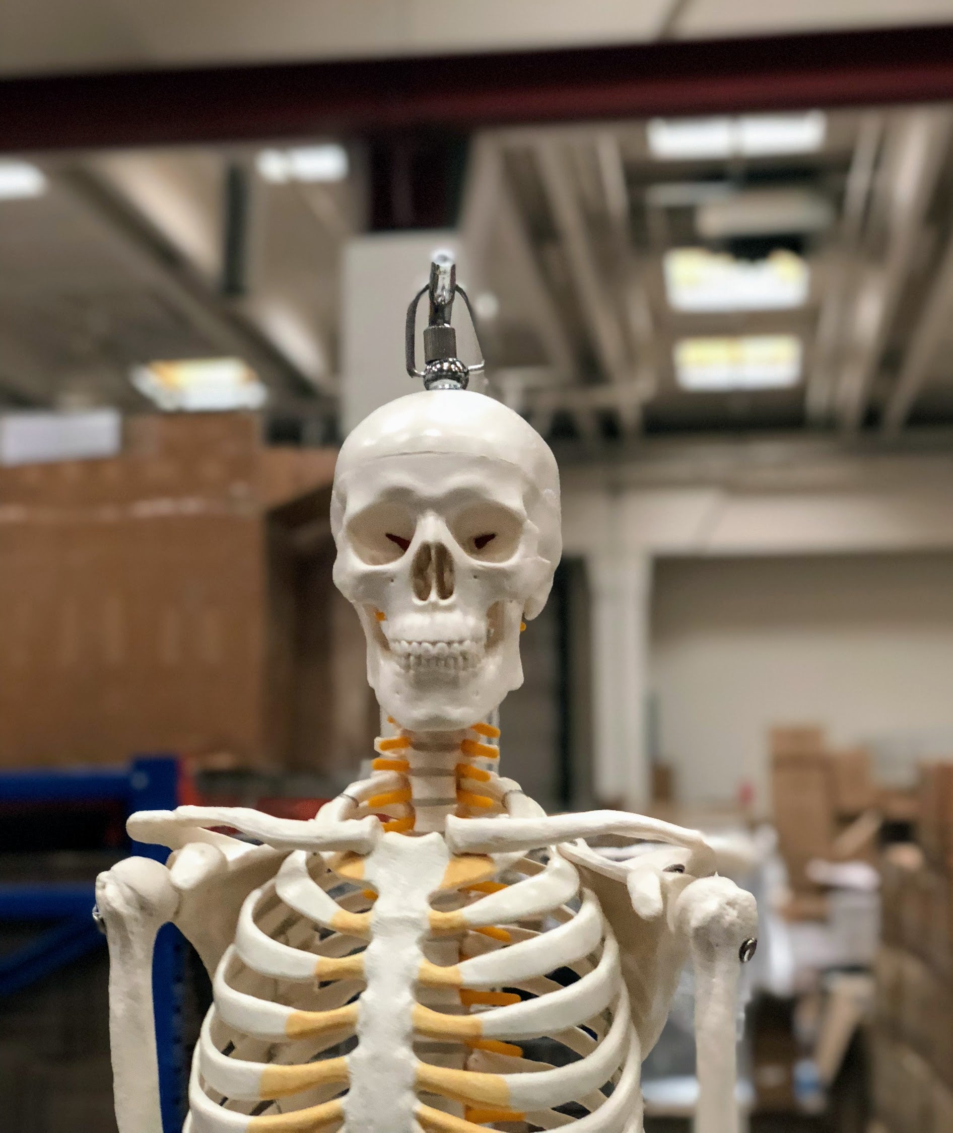 Mini skeleton with flexible joints and nerves on hanging stand