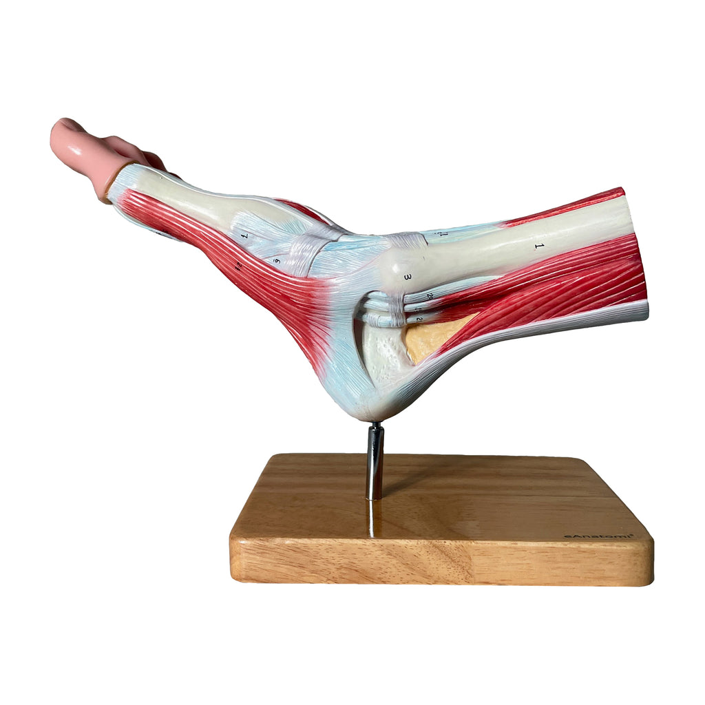 Fod m. ligamenter - eAnatomi