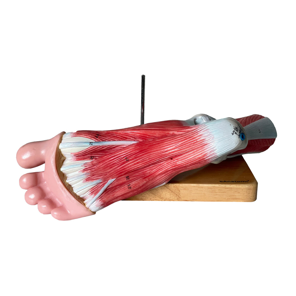 Fod m. ligamenter - eAnatomi