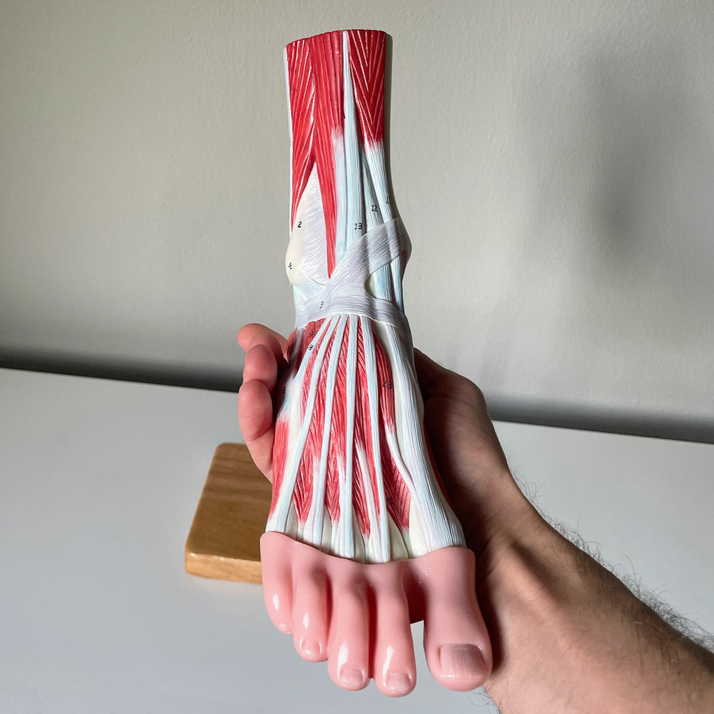 Fod m. ligamenter - eAnatomi
