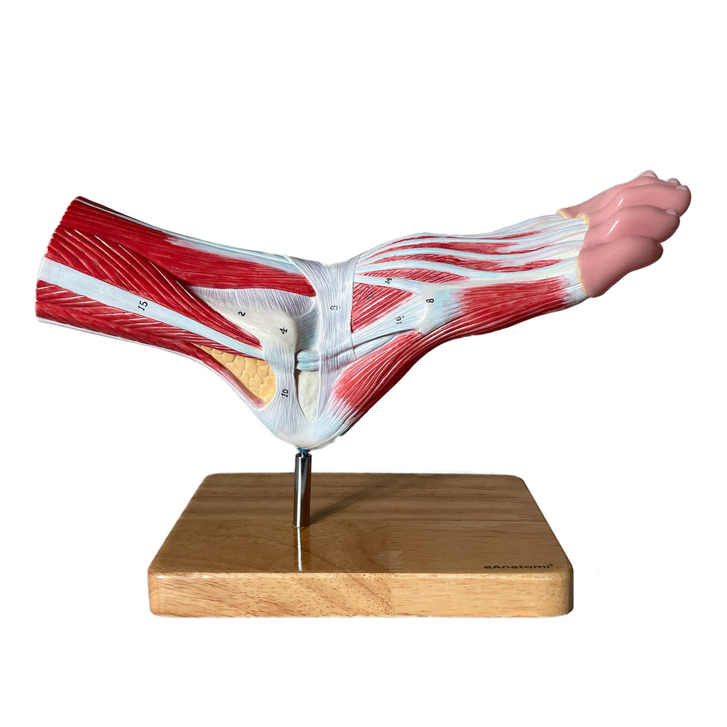 Fod m. ligamenter - eAnatomi