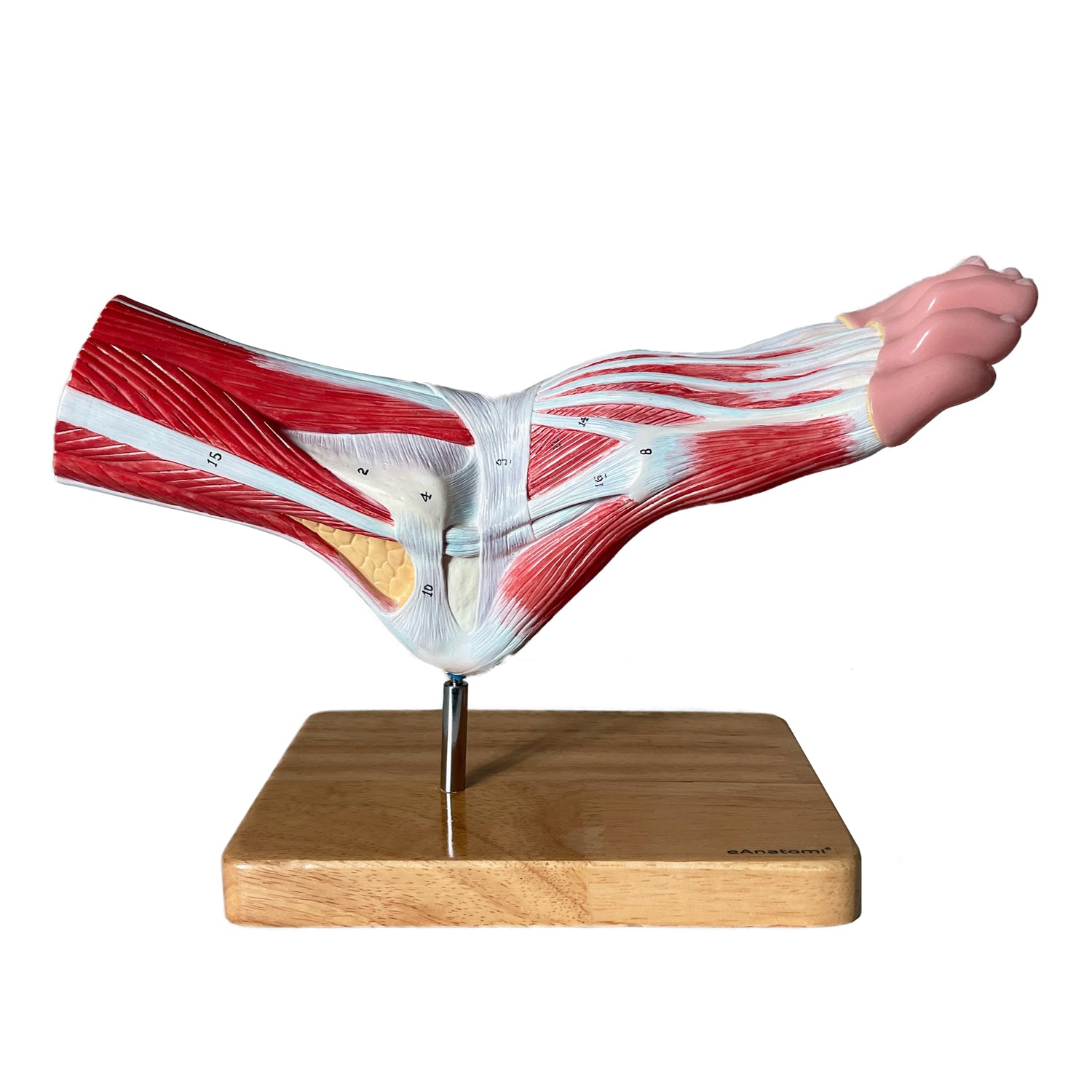 Fod m. ligamenter - eAnatomi