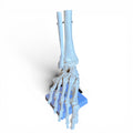 Foot skeleton with part of tibia and fibula