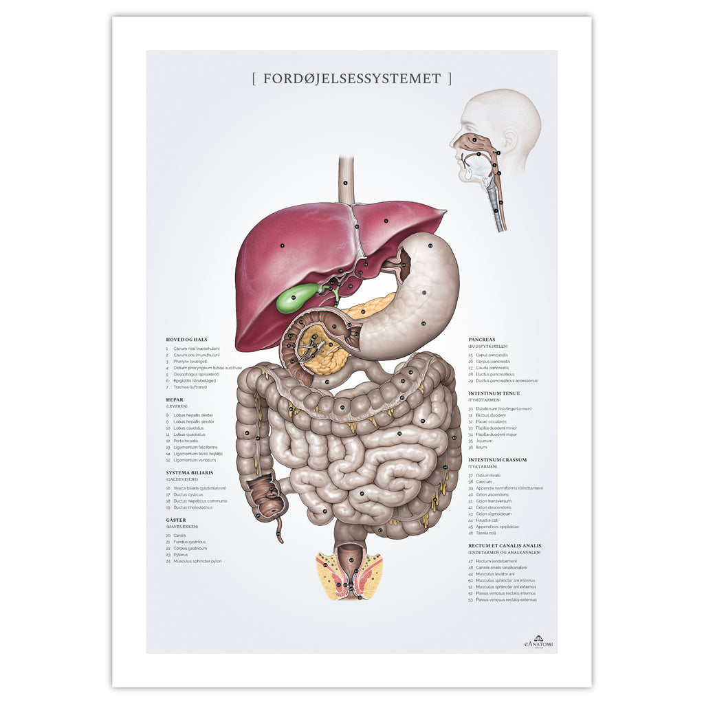 Digestive system, anatomy poster © eAnatomi