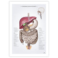 Digestive system, anatomy poster © eAnatomi