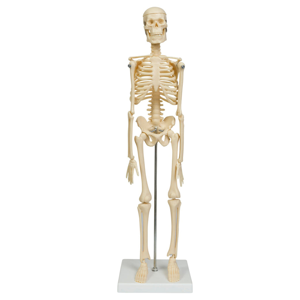 Miniature skelet, 44 cm