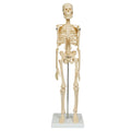 Miniature skelet, 44 cm