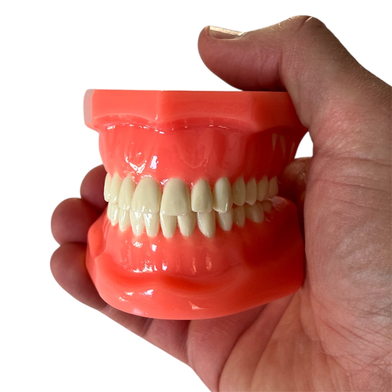 Dentures with 28 teeth