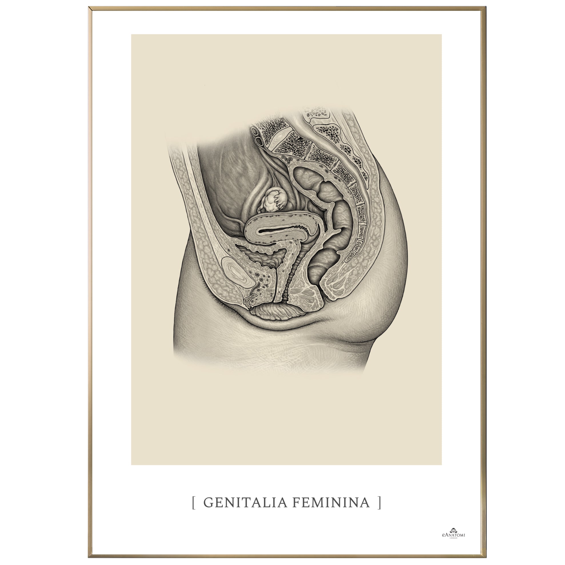 Anatomisk kunstplakat, genitalia feminina © eAnatomi