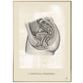 Anatomisk kunstplakat, genitalia feminina white chalk © eAnatomi
