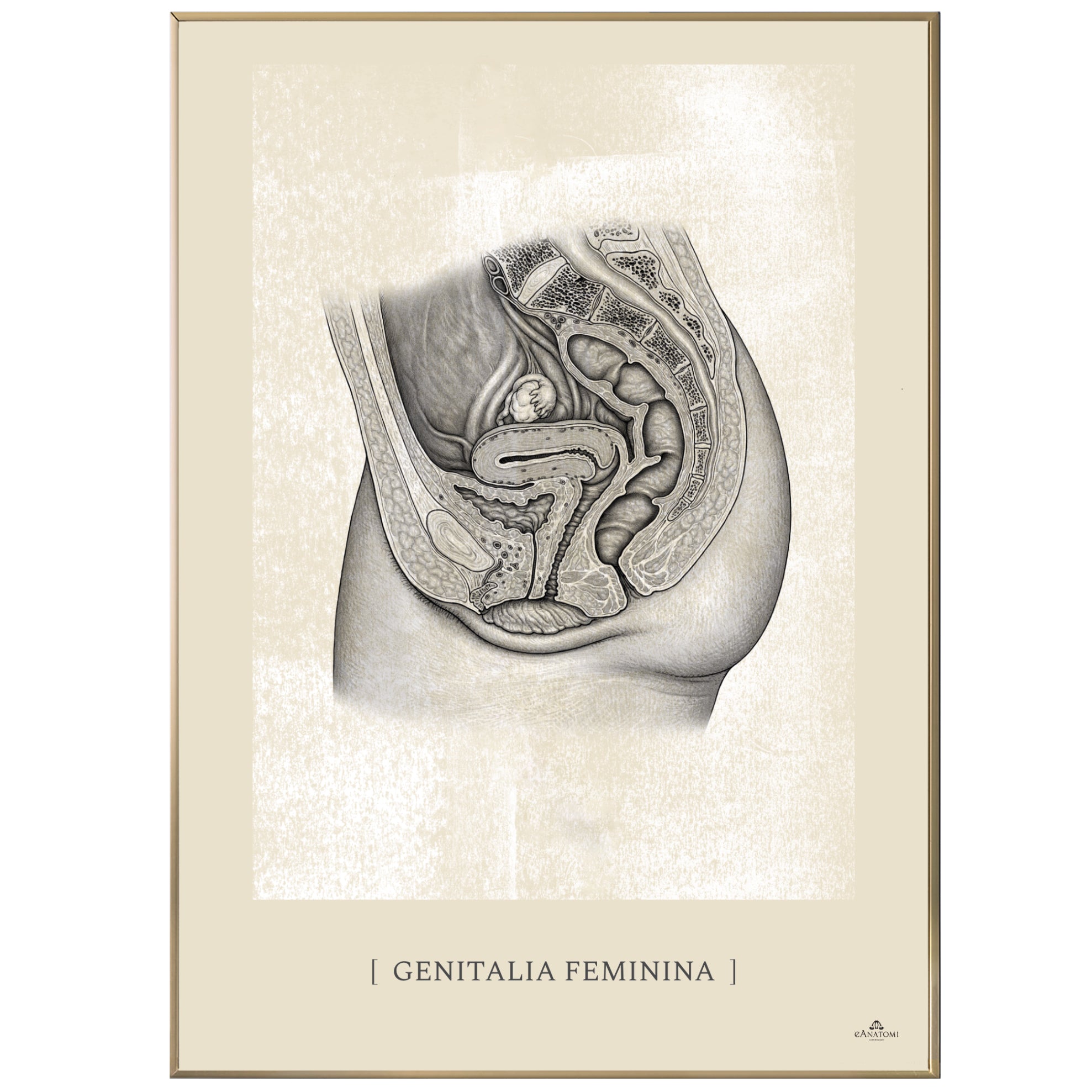 Anatomisk kunstplakat, genitalia feminina white chalk © eAnatomi