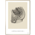 Anatomisk kunstplakat, genitalia masculina © eAnatomi
