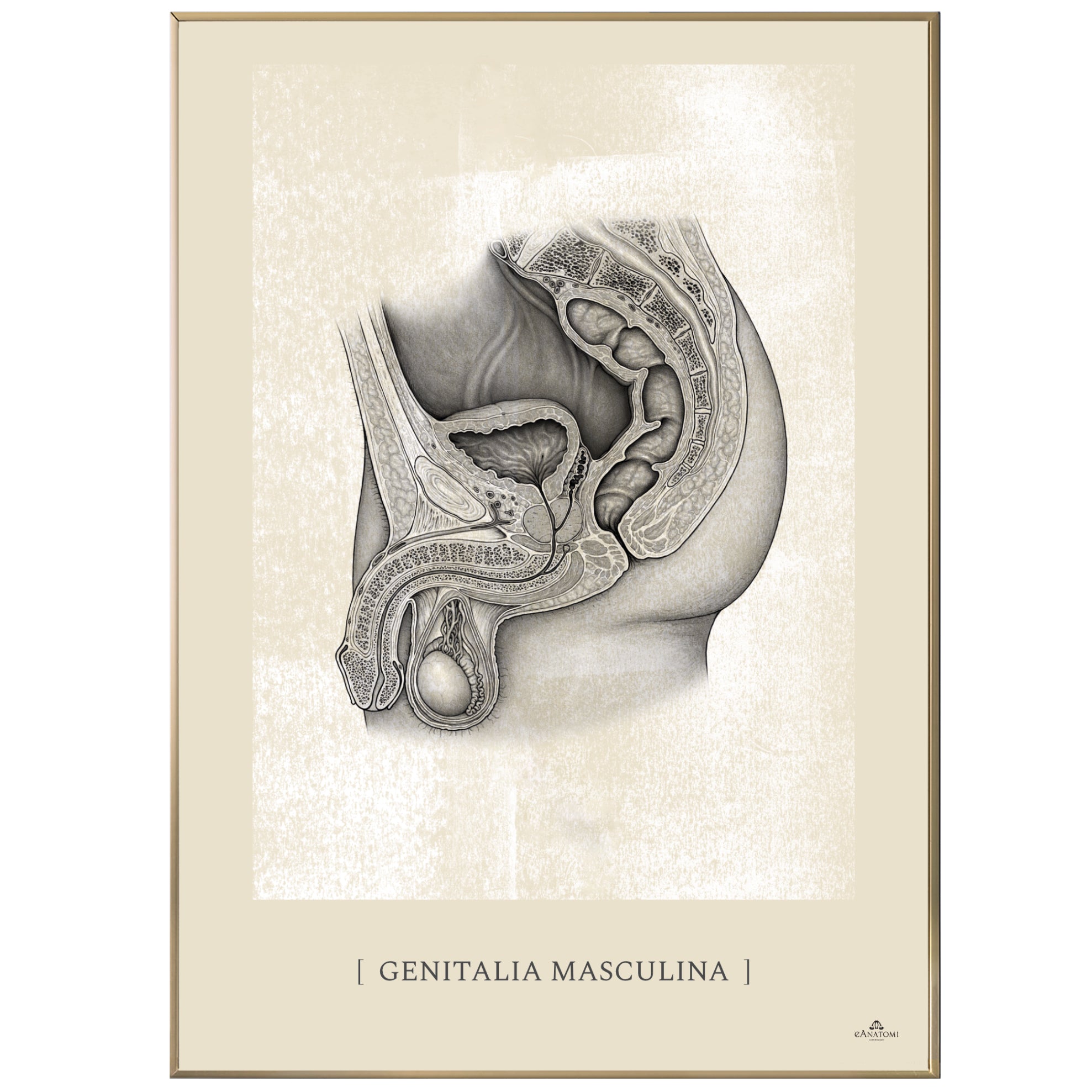 Anatomisk kunstplakat, genitalia masculina white chalk © eAnatomi