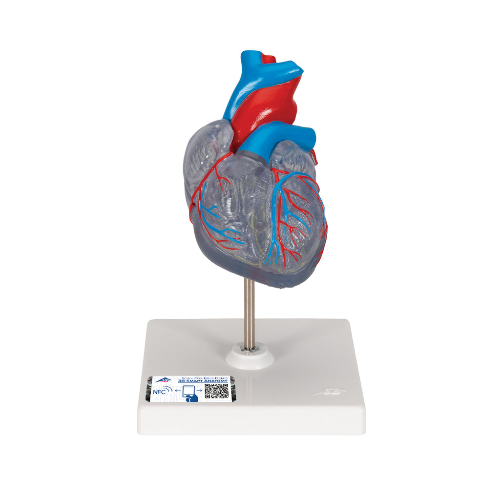 Reduced and transparent heart with impulse conduction system