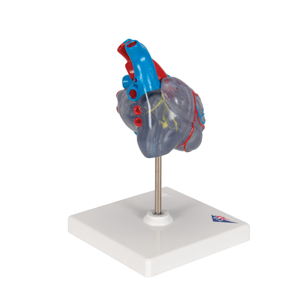 Reduced and transparent heart with impulse conduction system