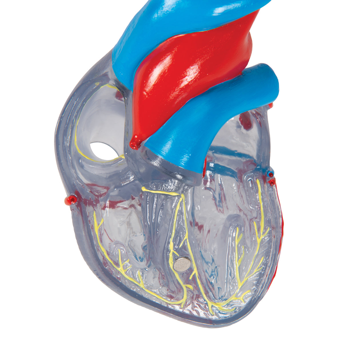 Reduced and transparent heart with impulse conduction system