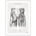Anatomi plakat - sædemusklerne Monochrome - eAnatomi