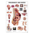 Pregnancy and birth laminated English with black metal strips