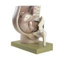 Lifelike pelvis with fetus GA 40