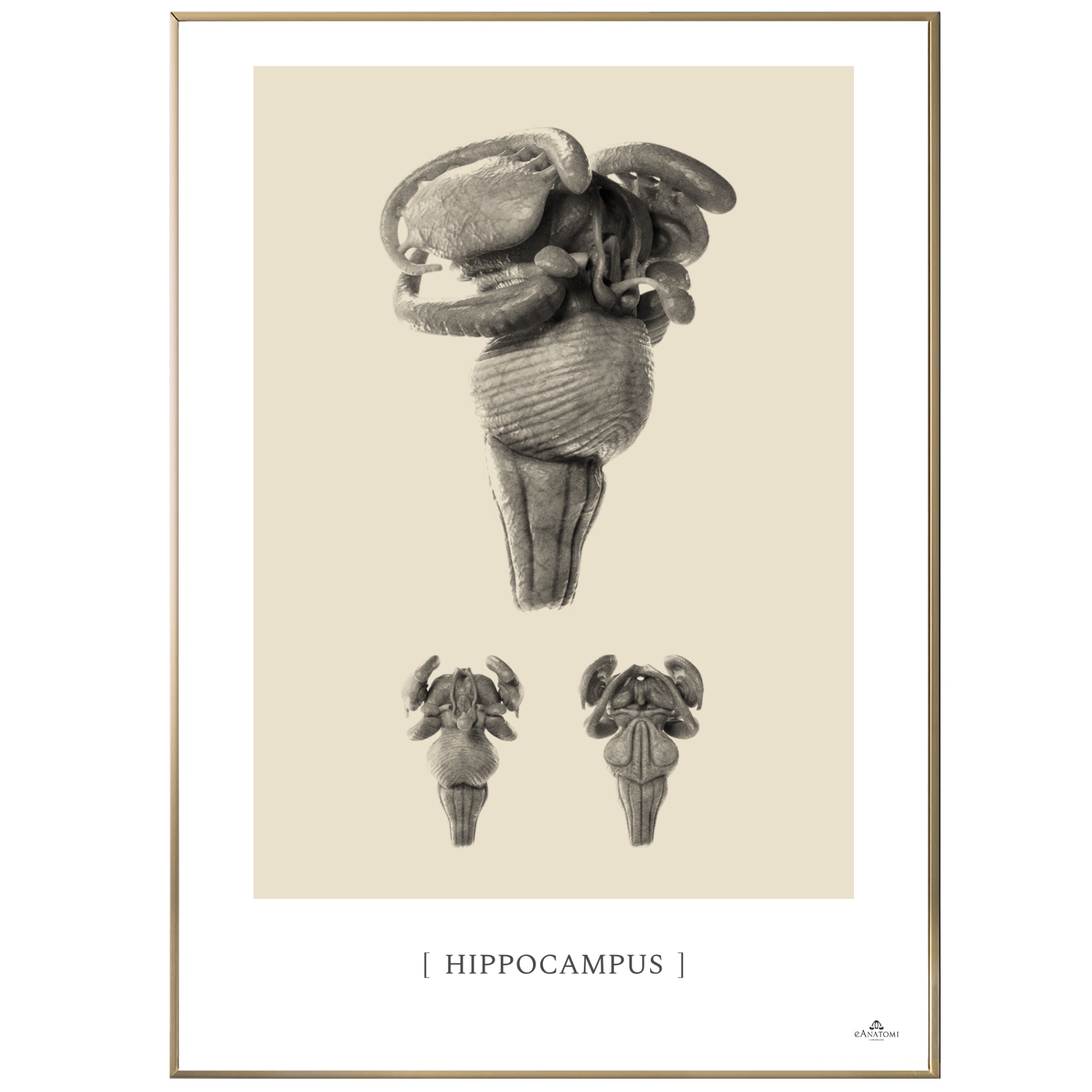 Anatomisk kunstplakat, hippocampus © eAnatomi