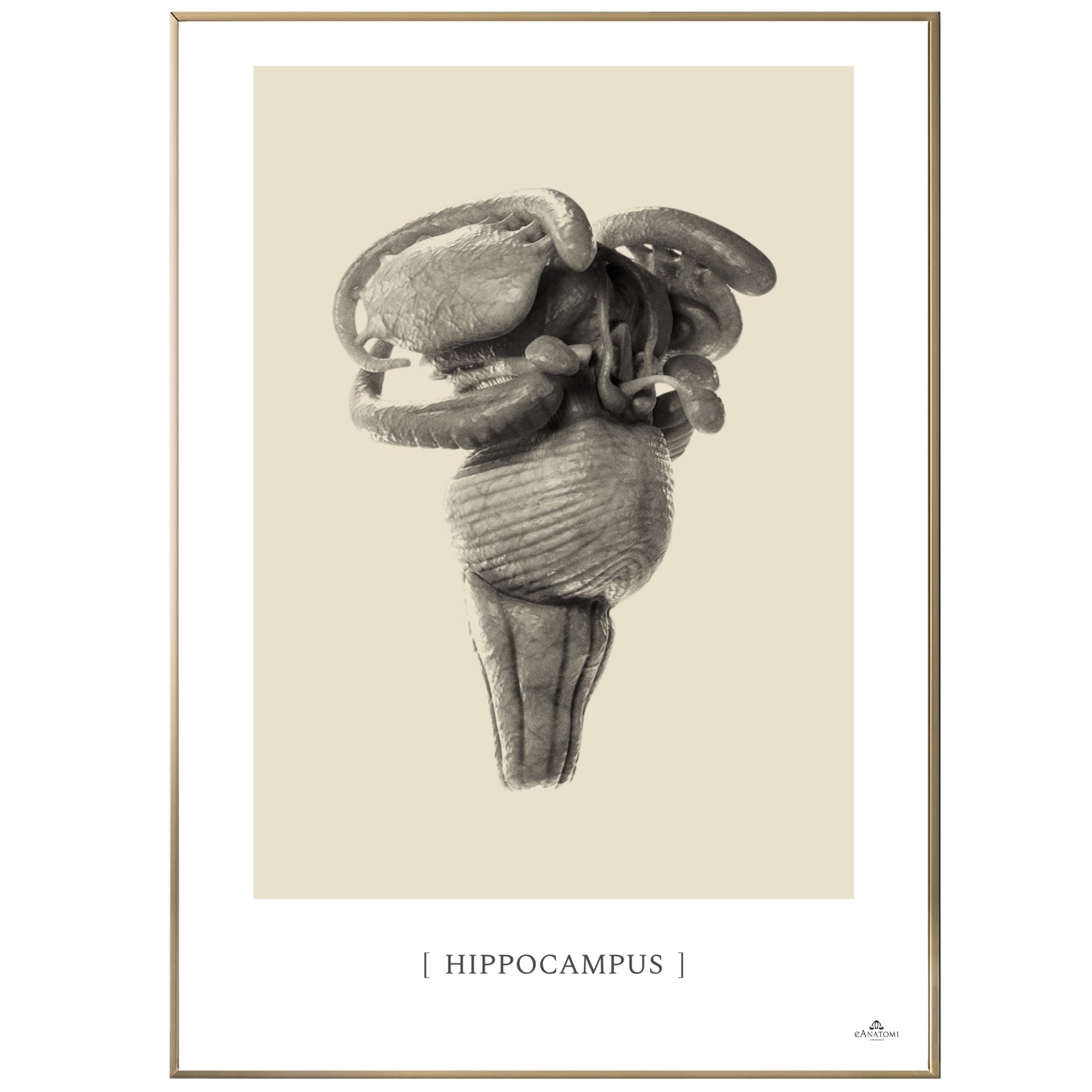 Anatomisk kunstplakat, hippocampus II © eAnatomi