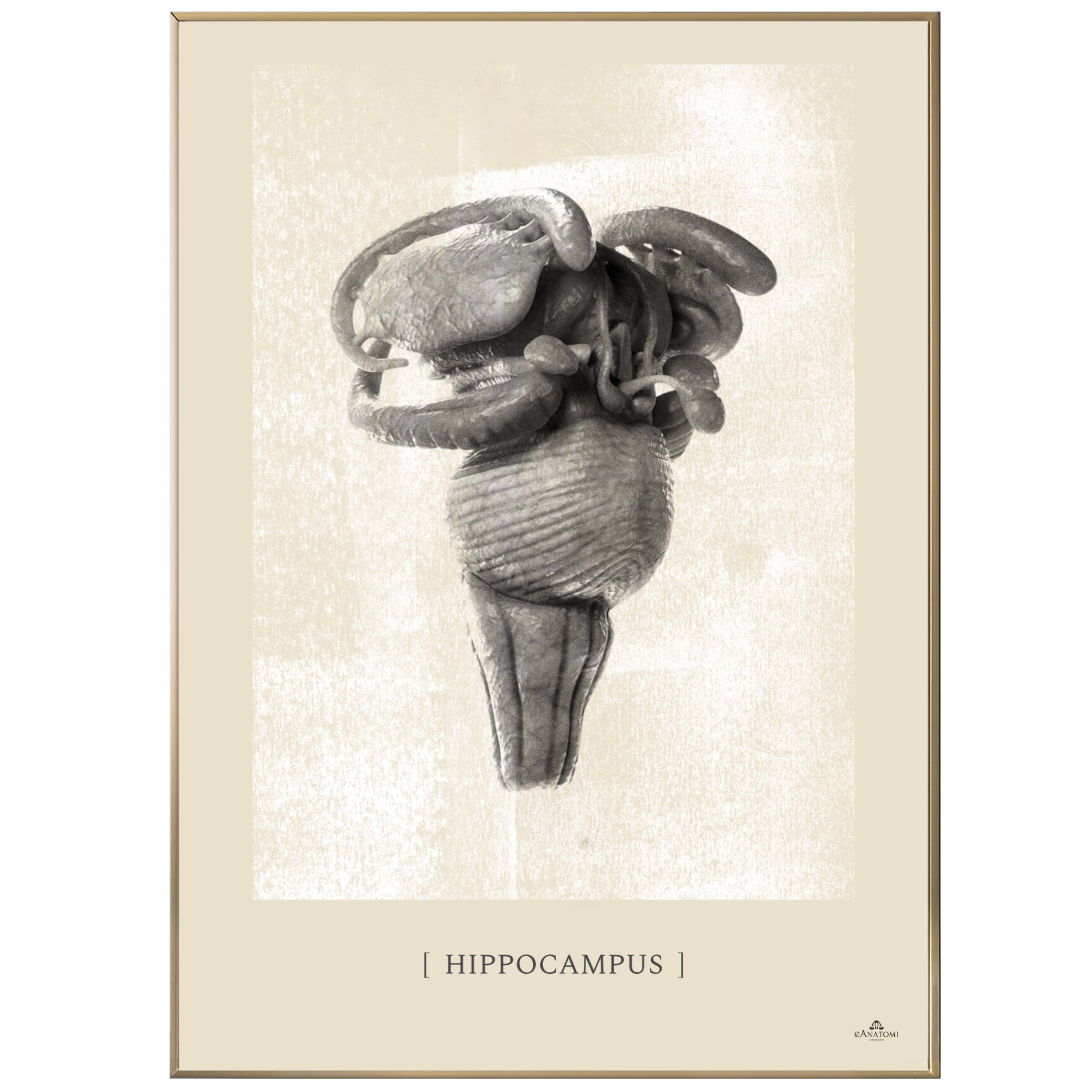 Anatomisk kunstplakat, hippocampus II white chalk © eAnatomi