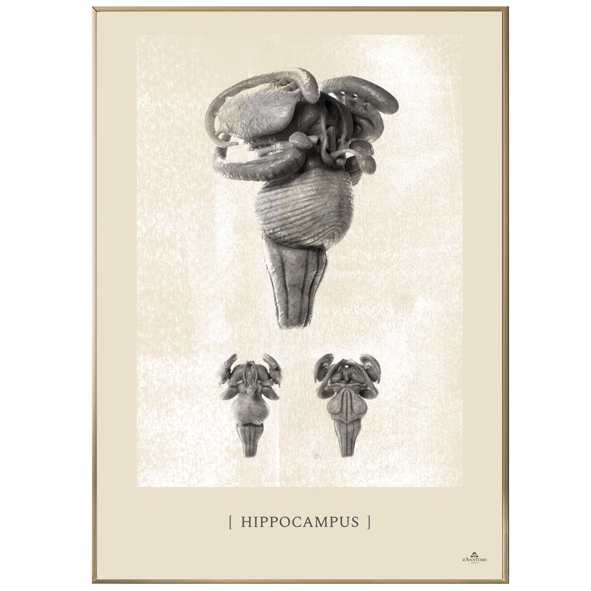 Anatomisk kunstplakat, hippocampus white chalk © eAnatomi