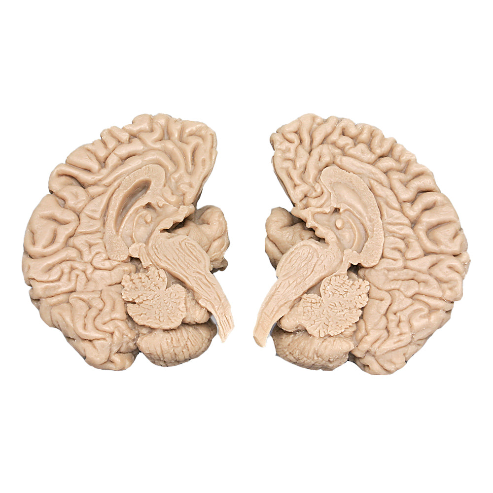 Brain model with lifelike appearance