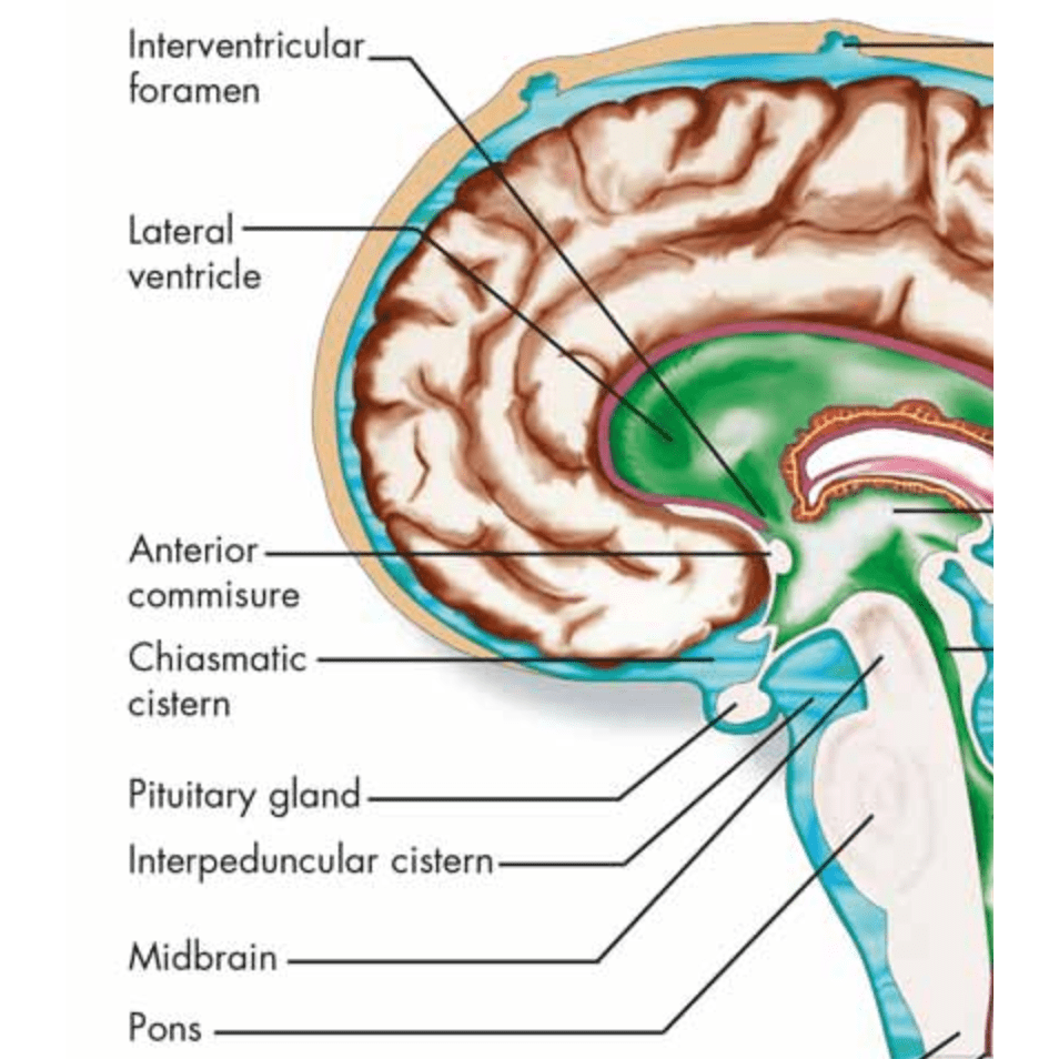 Plakat om hjernen (Human Brain) 51x67 cm - eAnatomi